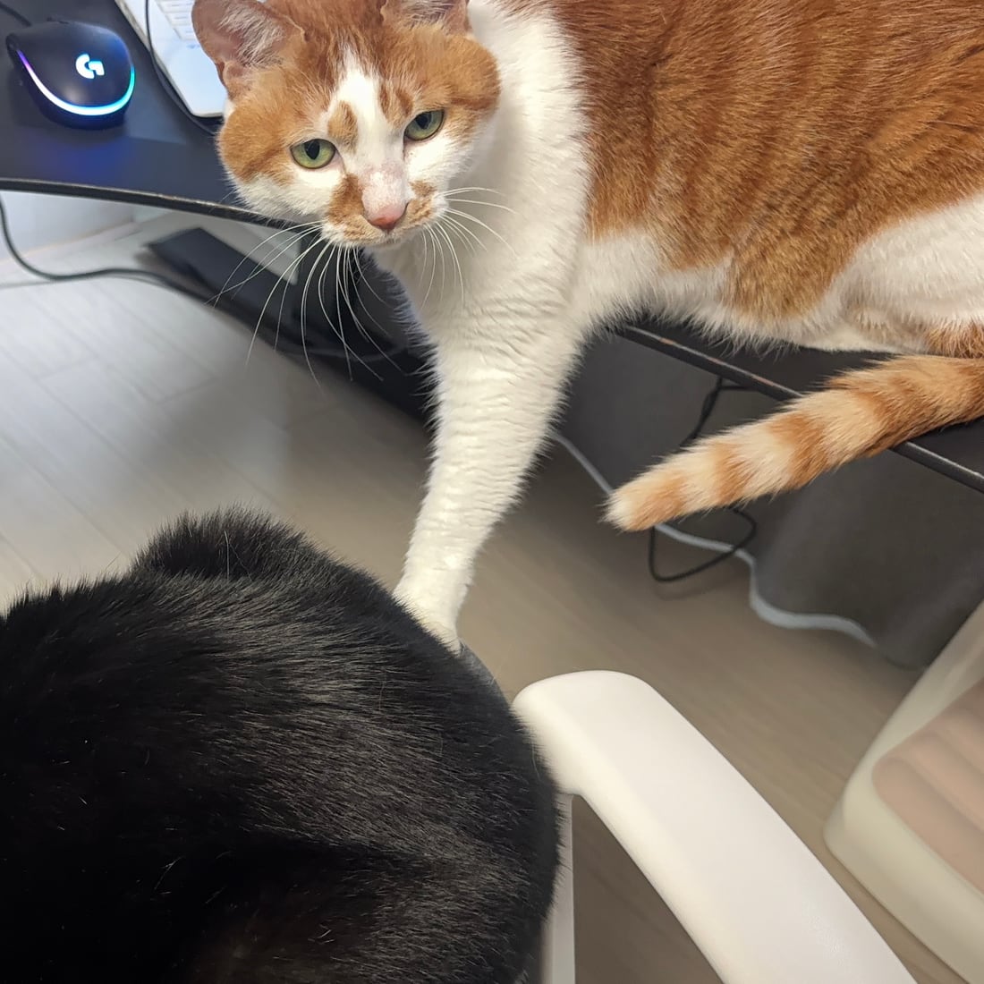 Yuja and Mochi together on the floor near a desk