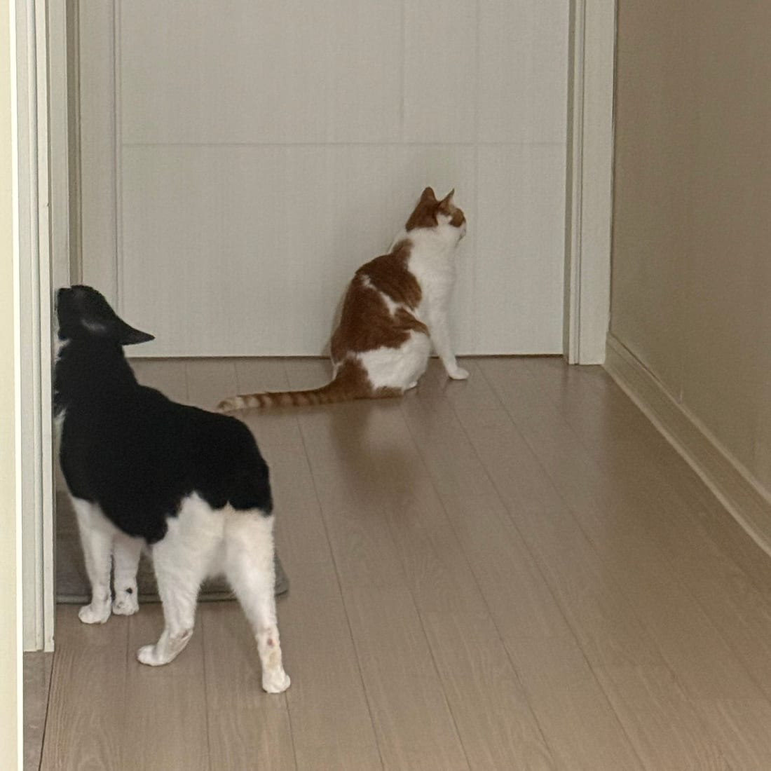 Yuja and Mochi both facing a closed door in a hallway