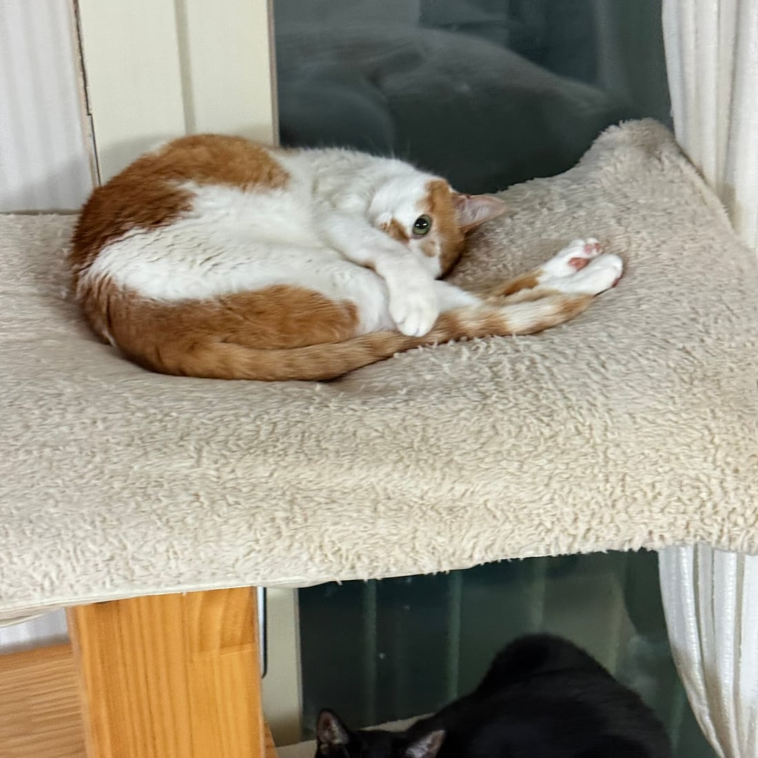 Yuja above and Mochi below on the cat tree