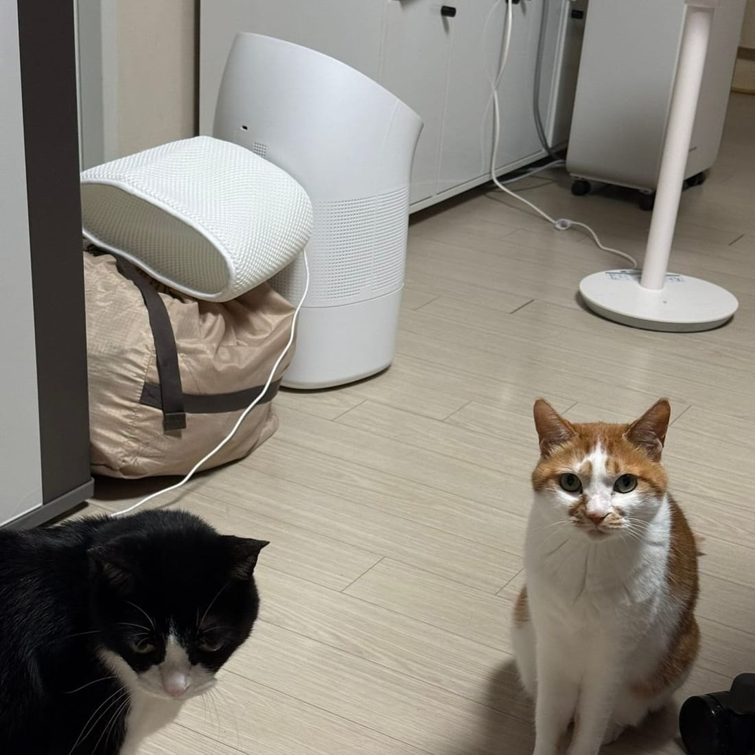 Yuja and Mochi sitting together on the floor, looking at the camera