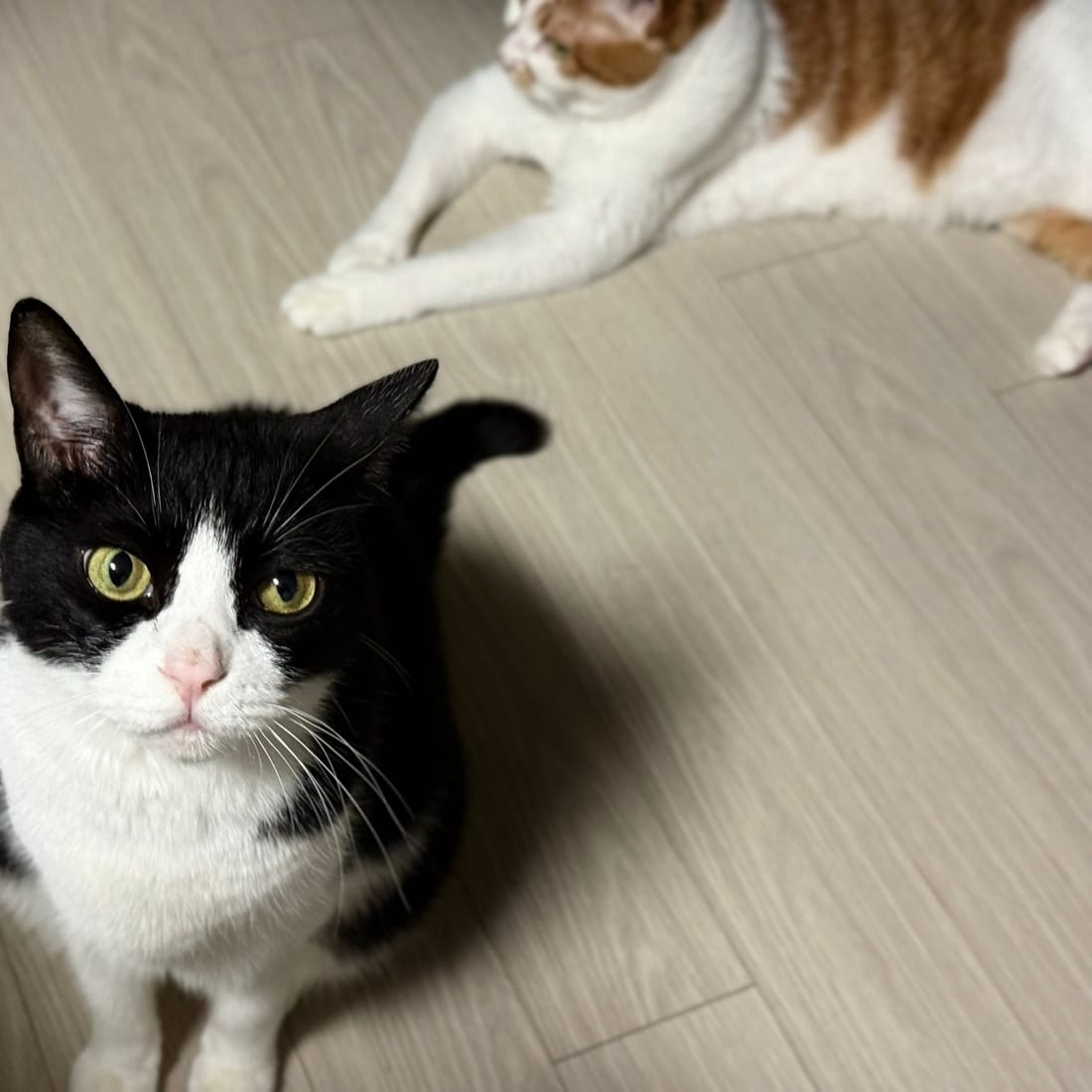 Mochi looking up at the camera while Yuja lies stretched out in the background