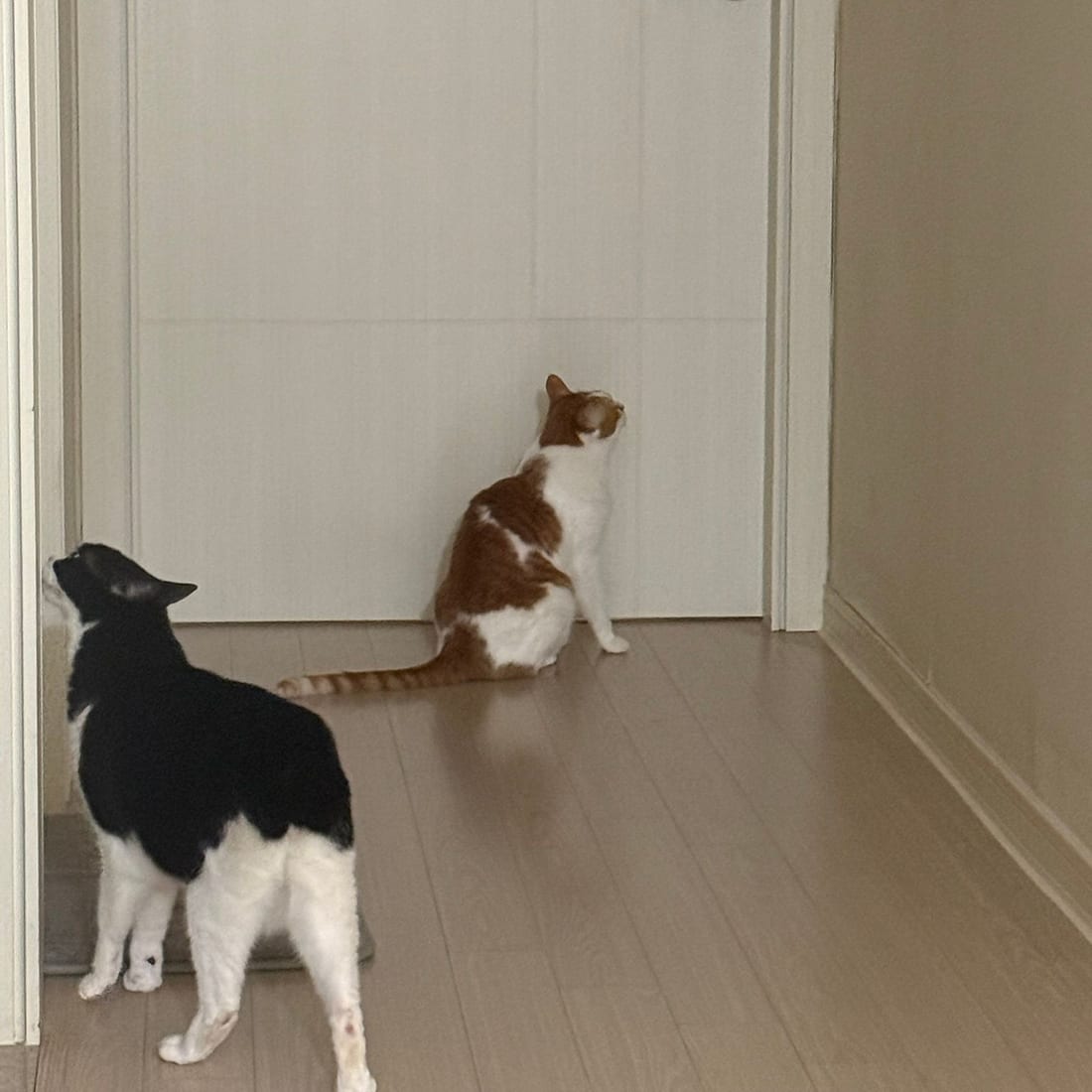 Yuja sitting by a closed door while Mochi stands in the hallway behind her