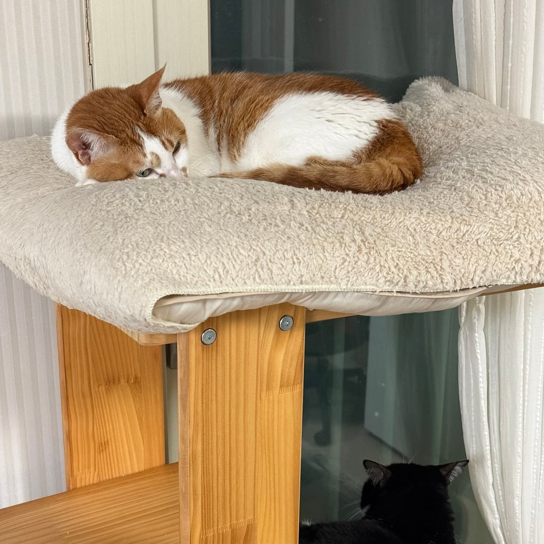 Yuja on the upper platform and Mochi underneath