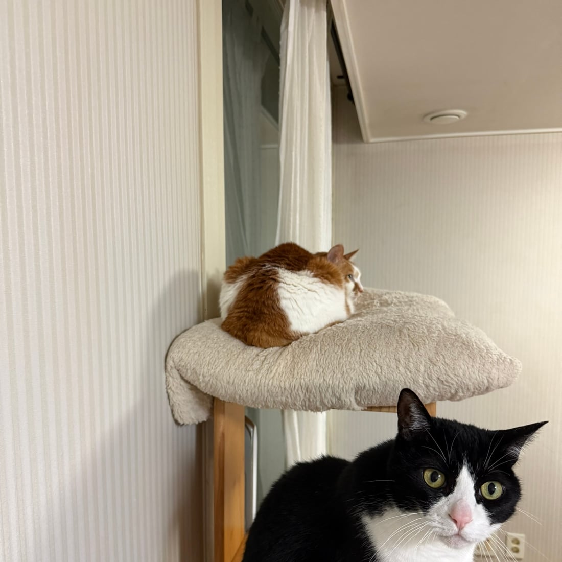 Yuja and Mochi near each other by the window