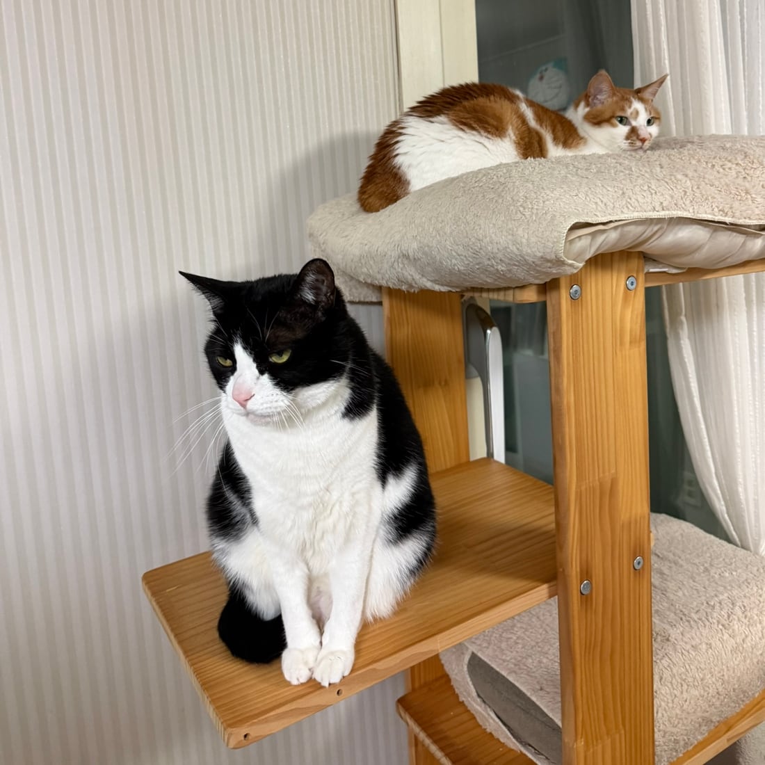 Mochi sitting below while Yuja rests on the shelf above