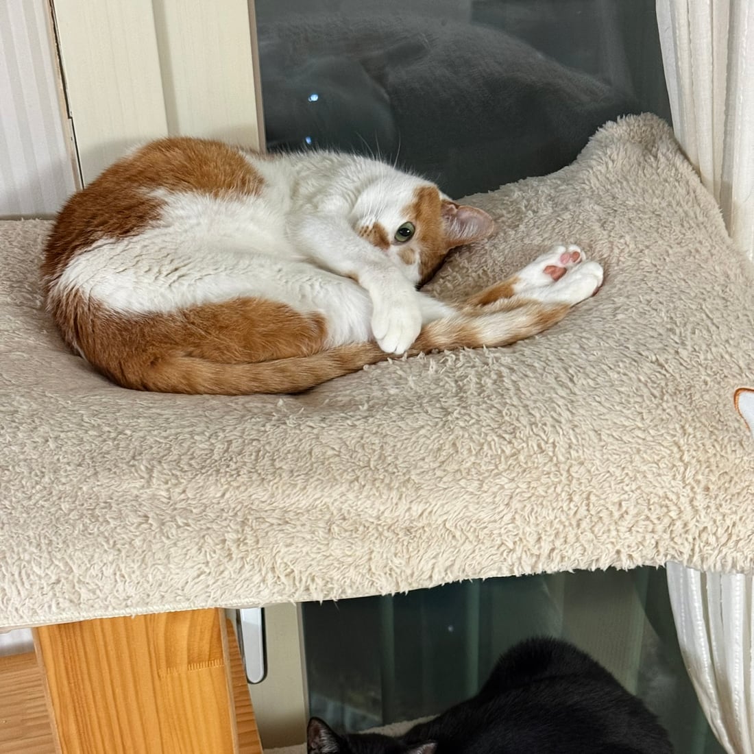 Yuja resting while Mochi looks out from below