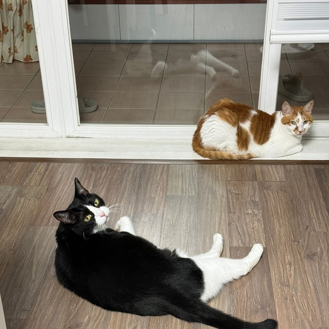 Yuja and Mochi both looking toward the camera from a doorway and floor