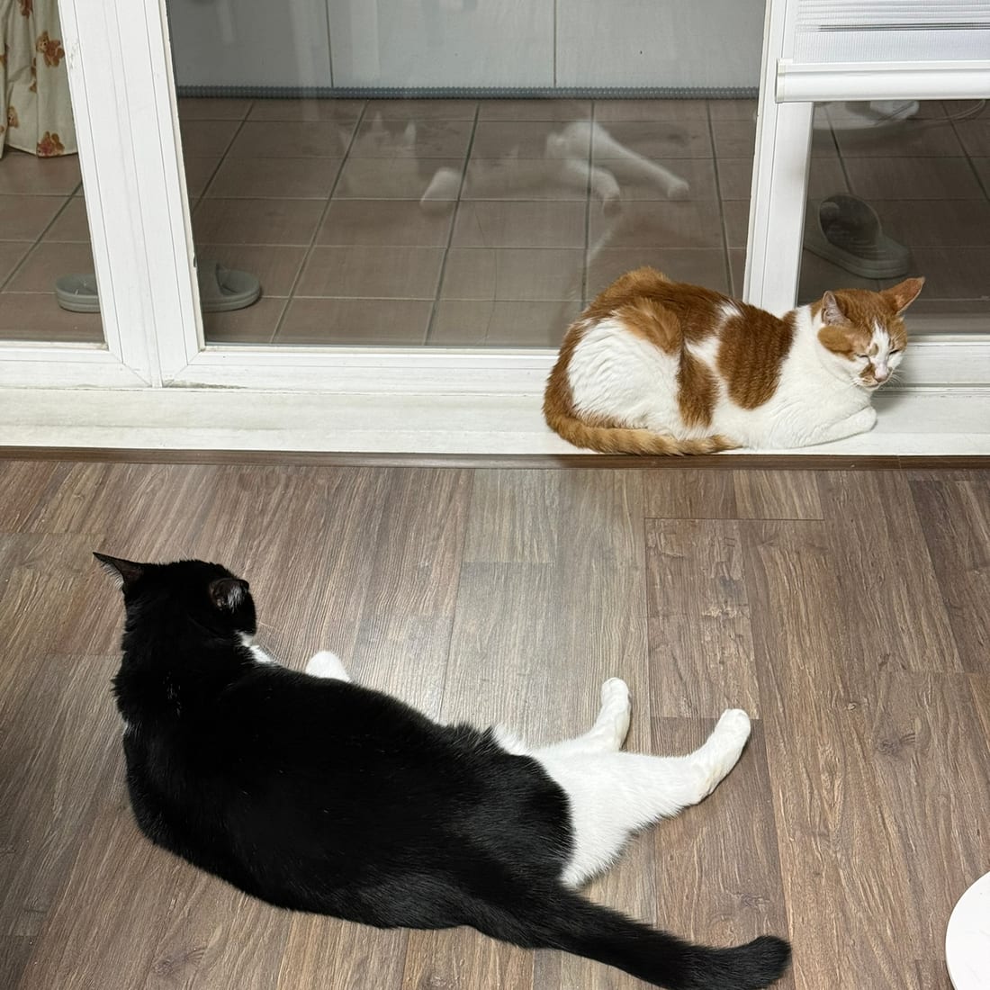 Yuja resting on a doorsill while Mochi lies on the floor nearby
