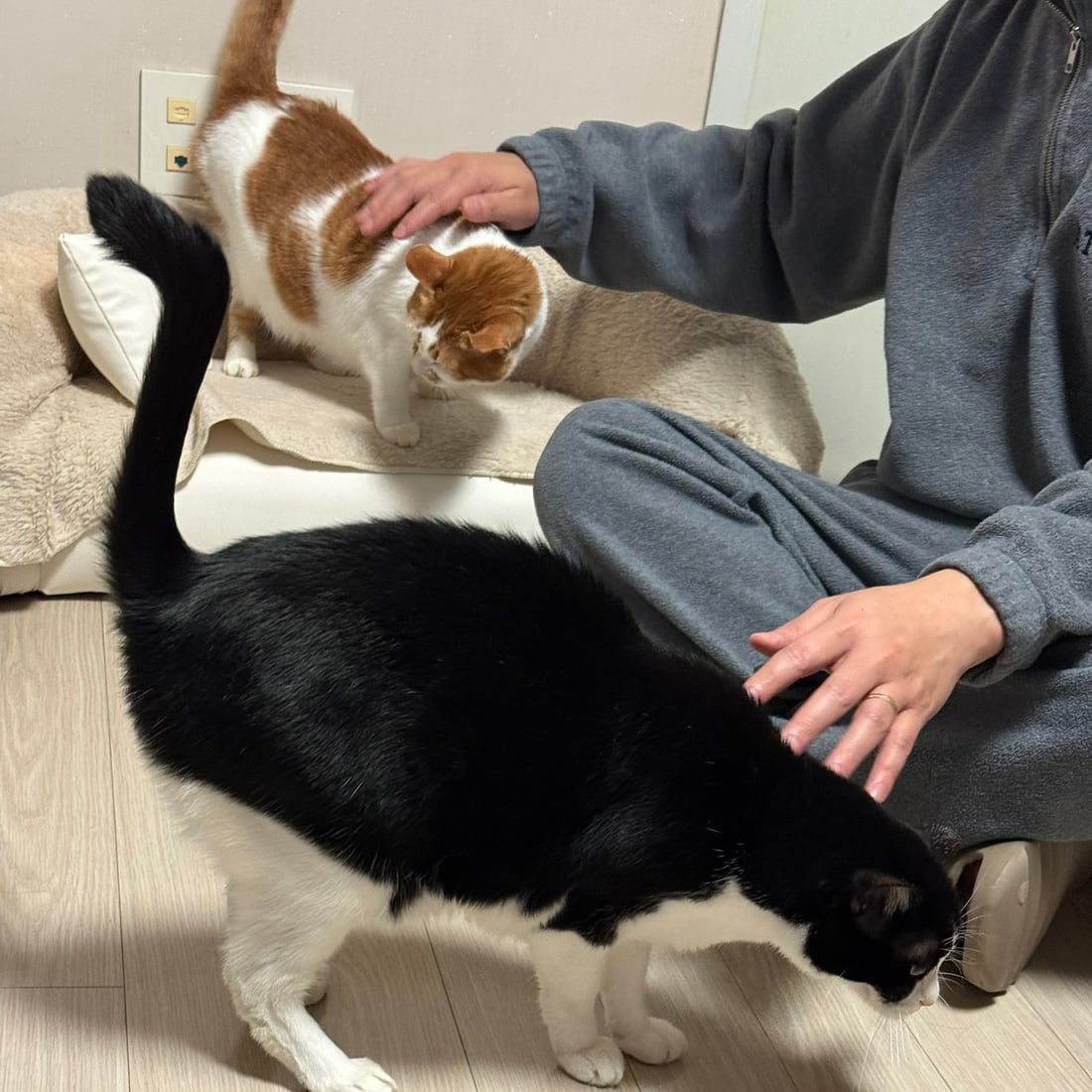 Yuja and Mochi side by side on the floor