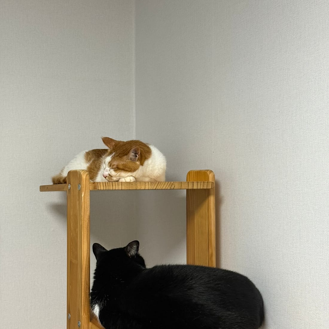 Yuja and Mochi resting on two levels of a wooden cat tree
