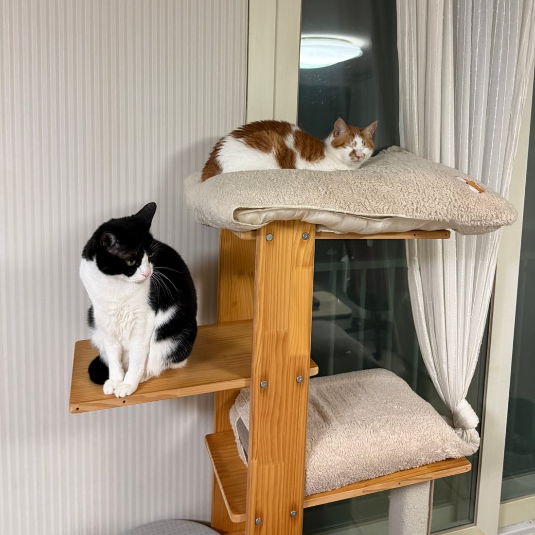 Yuja resting above and Mochi sitting below on the cat tree