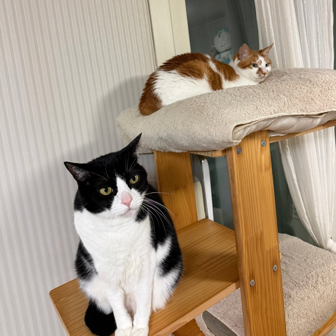 Yuja and Mochi on different levels of the cat tree