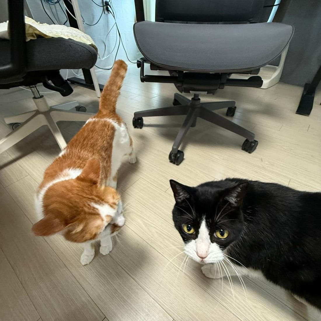 Yuja and Mochi walking side by side across the floor