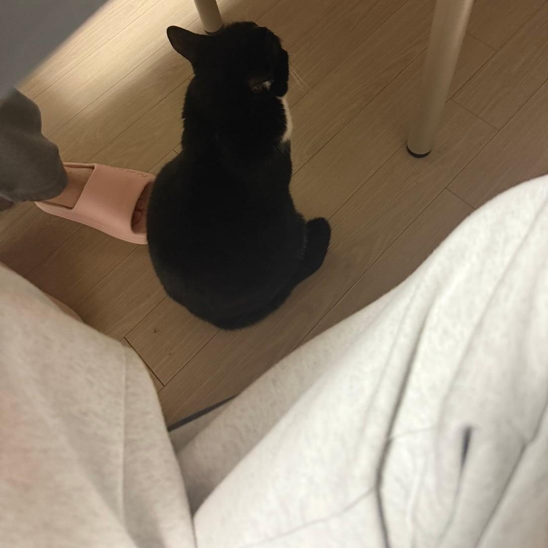 Mochi, a black-and-white tuxedo cat, sitting on the floor seen from behind