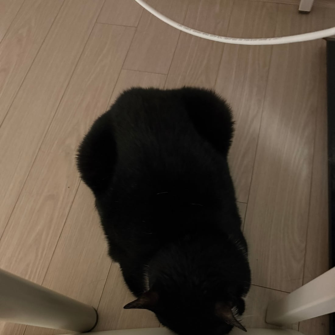 Mochi, a black-and-white tuxedo cat, seen from behind on the floor