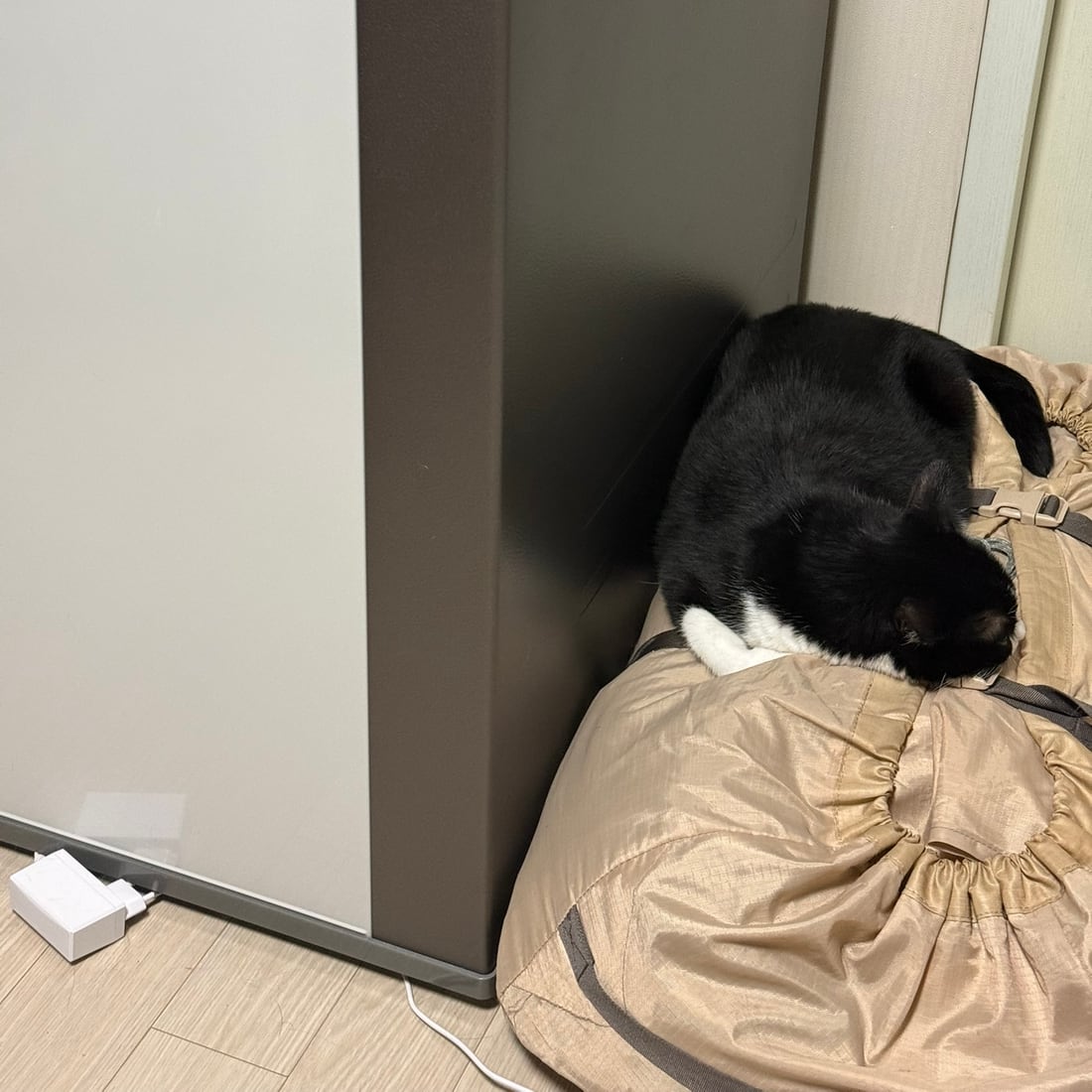 Mochi, a black-and-white tuxedo cat, dozing on a soft bag