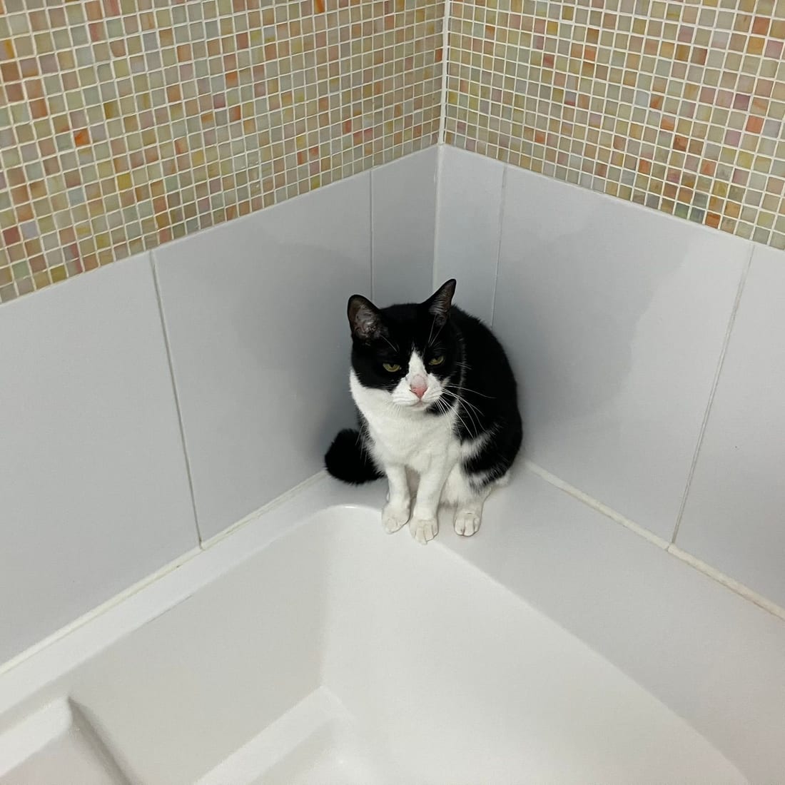 Mochi, a black-and-white tuxedo cat, sitting in the corner of an empty bathtub