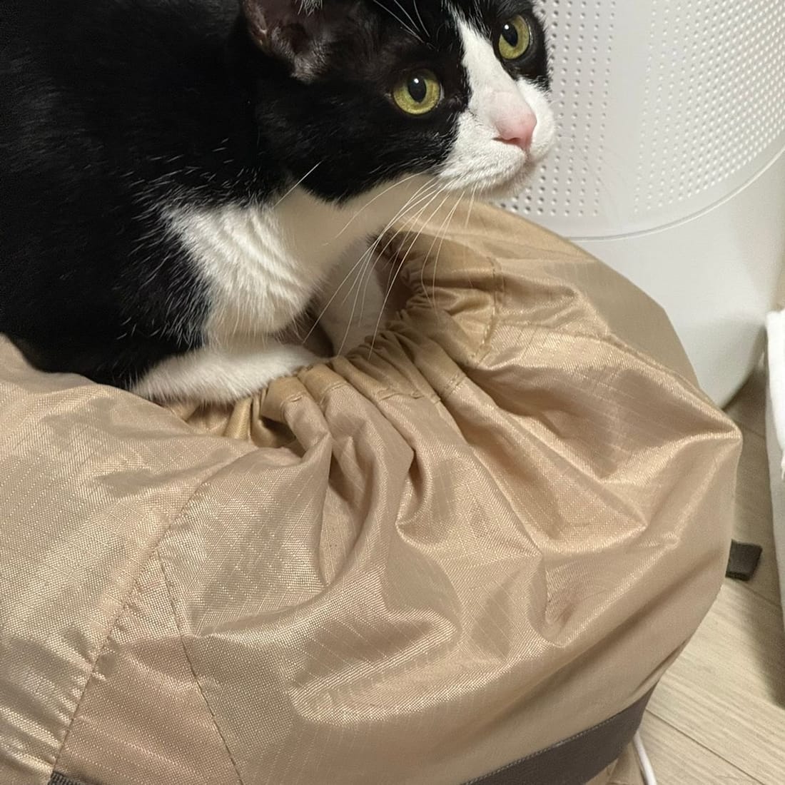 Mochi settled into a beanbag with her paws tucked