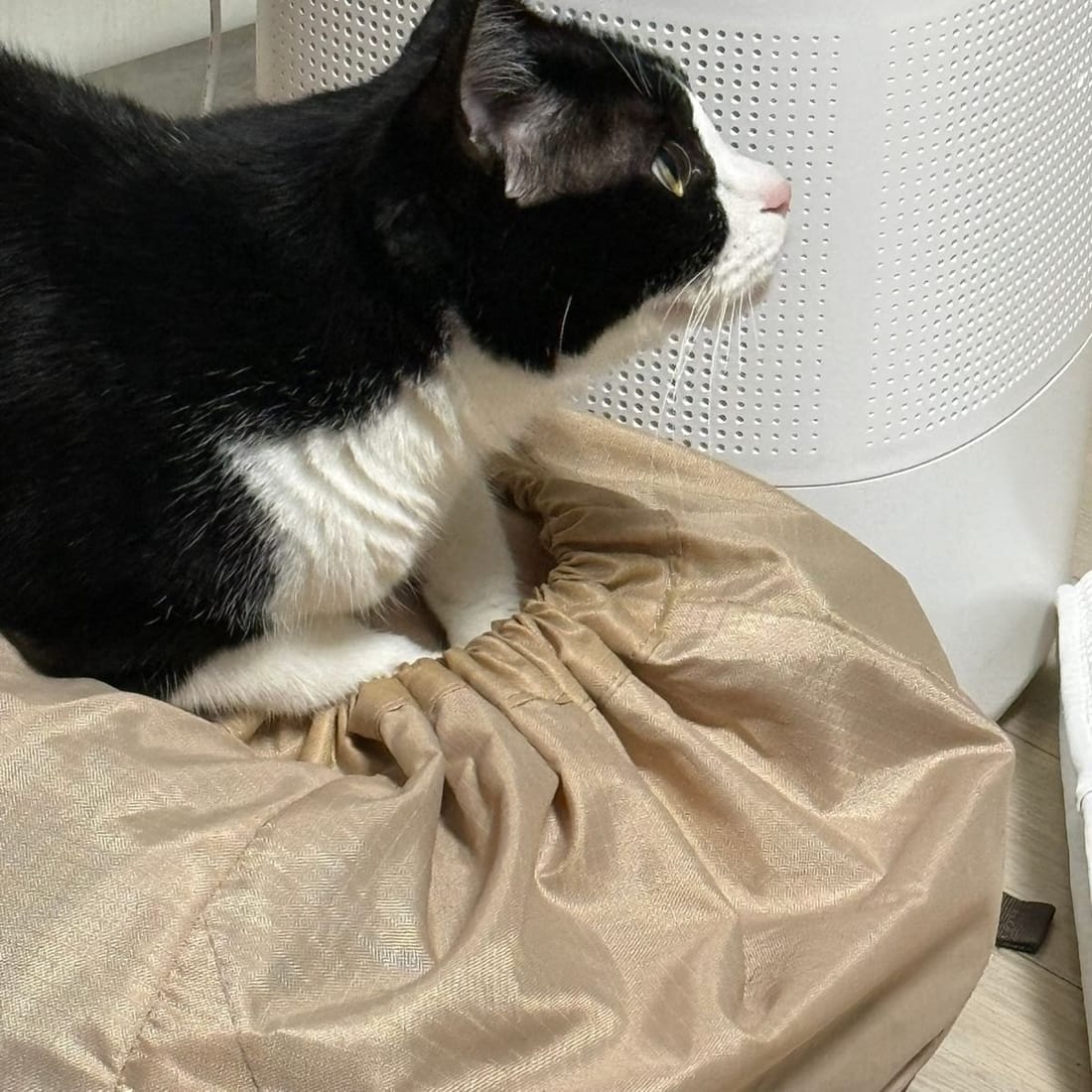 Mochi sitting on a beanbag, looking away