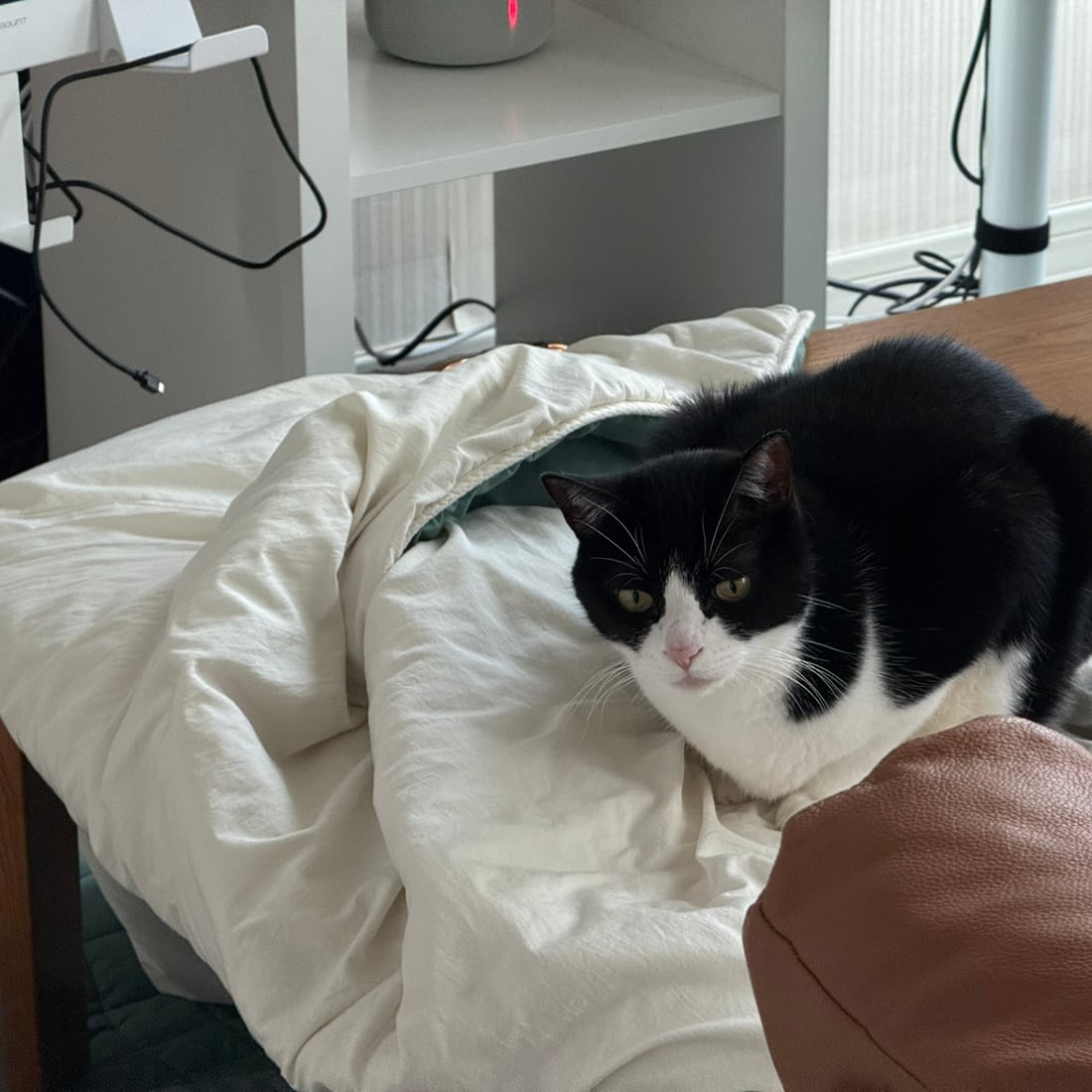 Mochi, a black-and-white tuxedo cat, lying on a duvet looking at the camera