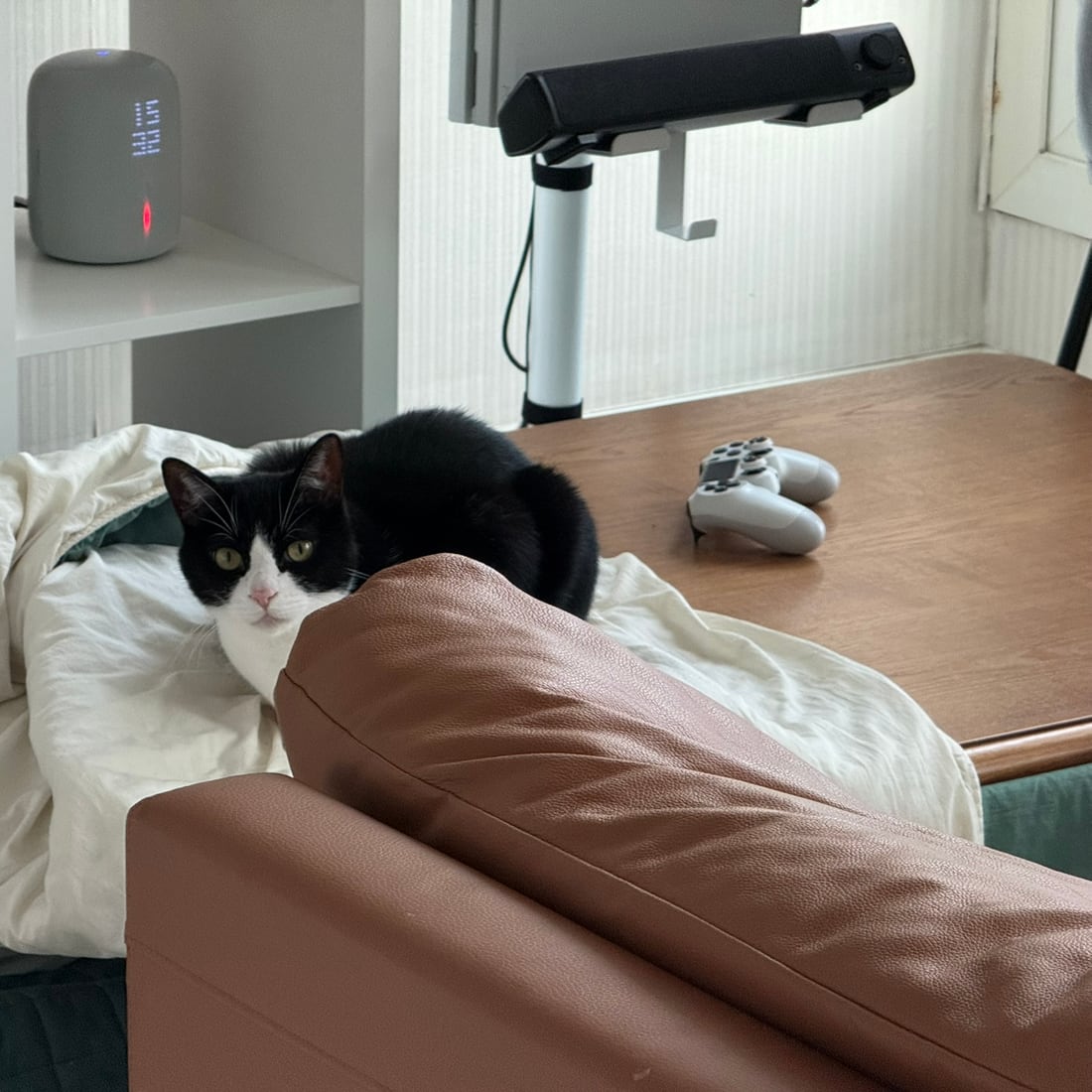 Mochi, a black-and-white tuxedo cat, sitting in a loaf on a duvet