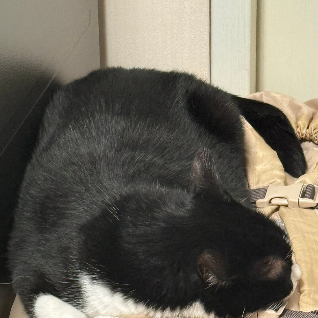 Close-up of Mochi, a black-and-white tuxedo cat, lying on her side