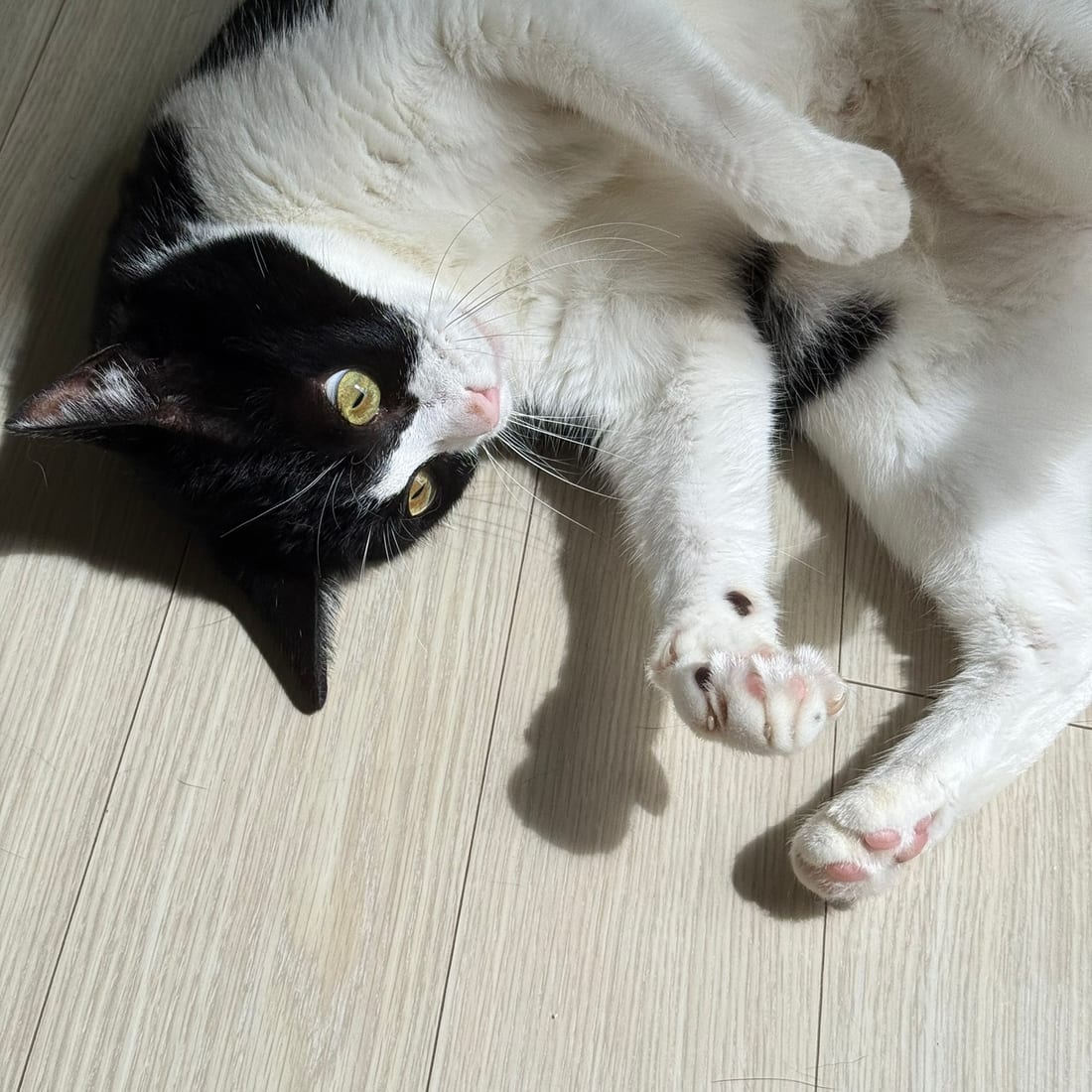 Mochi, a black-and-white tuxedo cat, rolling on her back on the floor