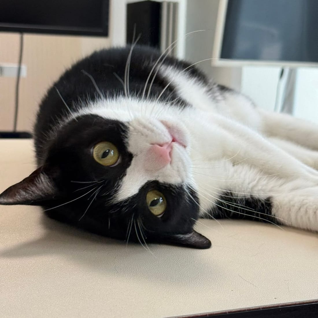 Mochi lying upside down on a desk, completely relaxed