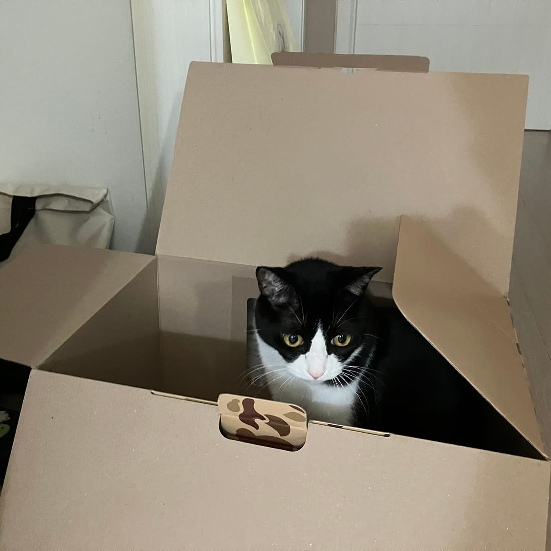 Mochi, a black-and-white tuxedo cat, peering over the edge of a cardboard box she rarely goes into