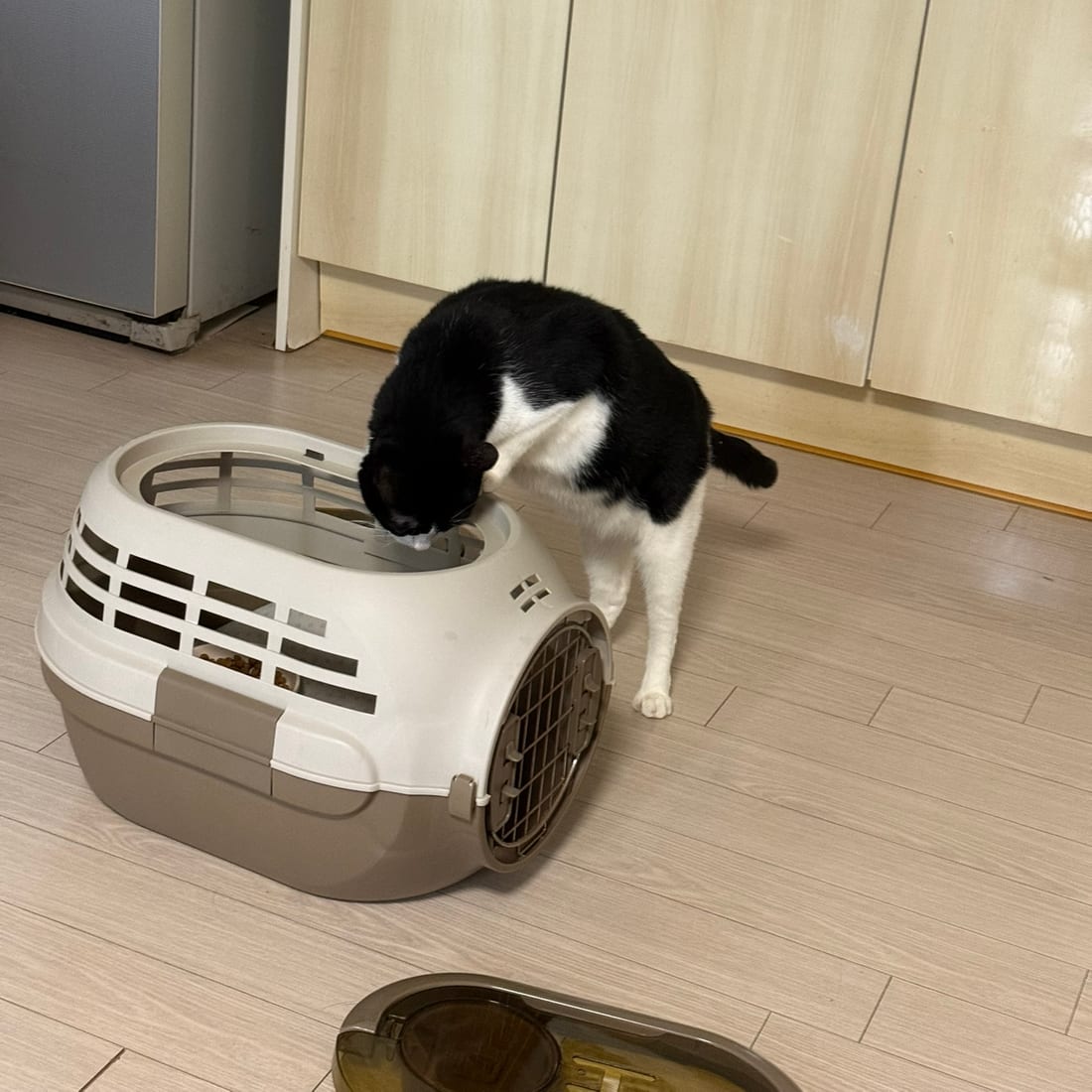 Mochi, a black-and-white tuxedo cat, looking down into an open pet carrier
