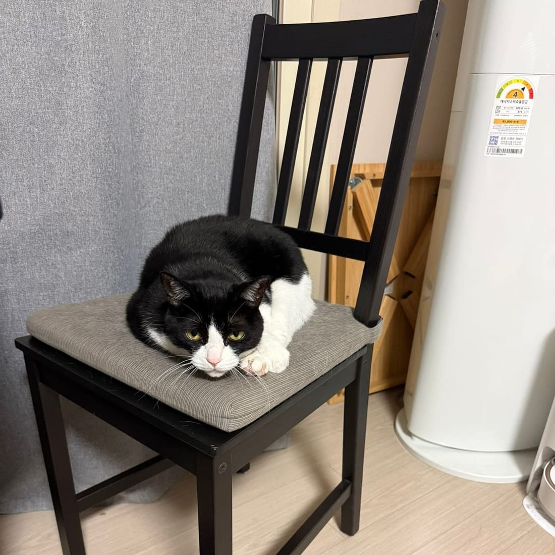 Mochi loafing on a wooden chair