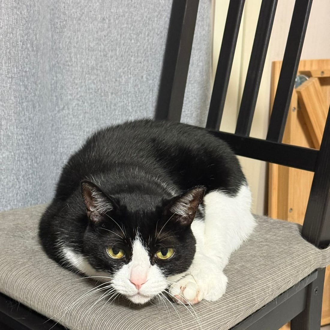 Mochi resting on a chair with her paws tucked under her