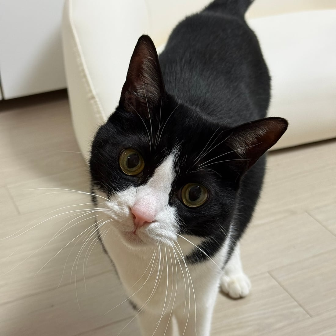 Close-up of Mochi, a black-and-white tuxedo cat's face and whiskers