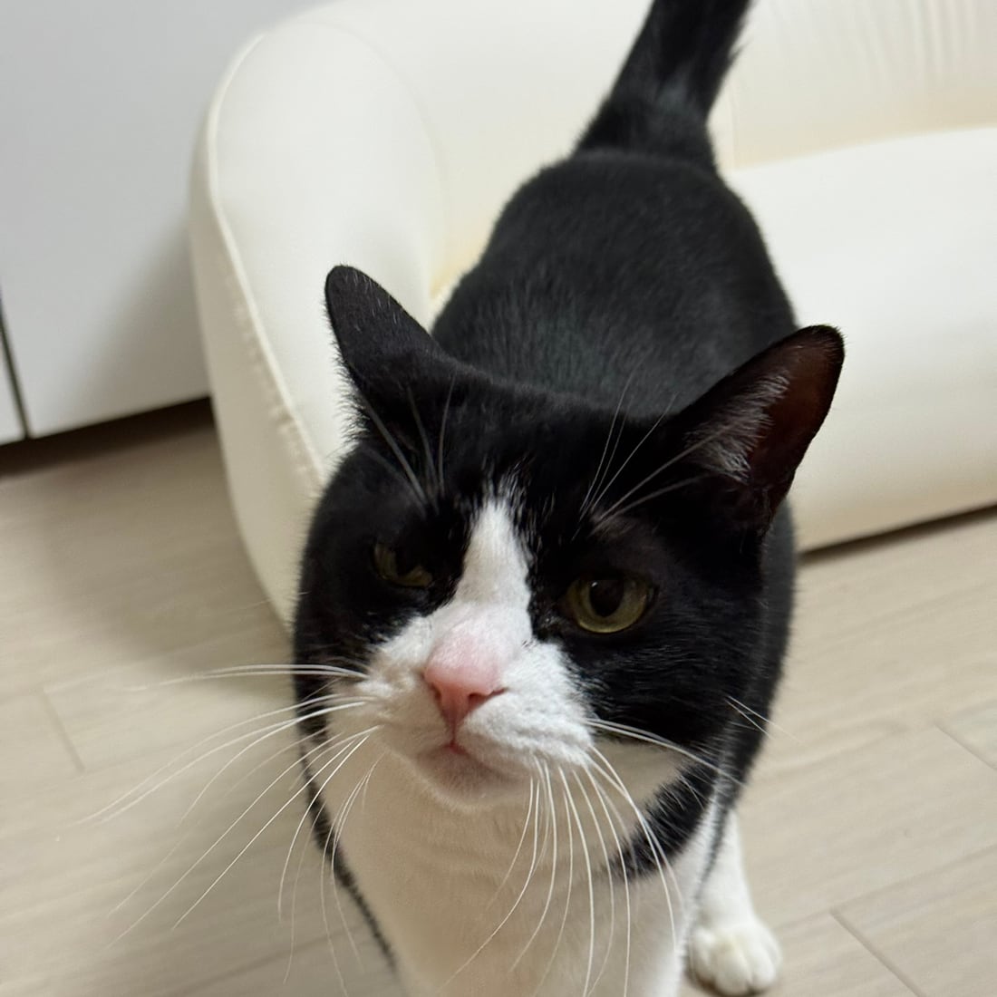 Mochi, a black-and-white tuxedo cat, standing close and looking straight at the camera