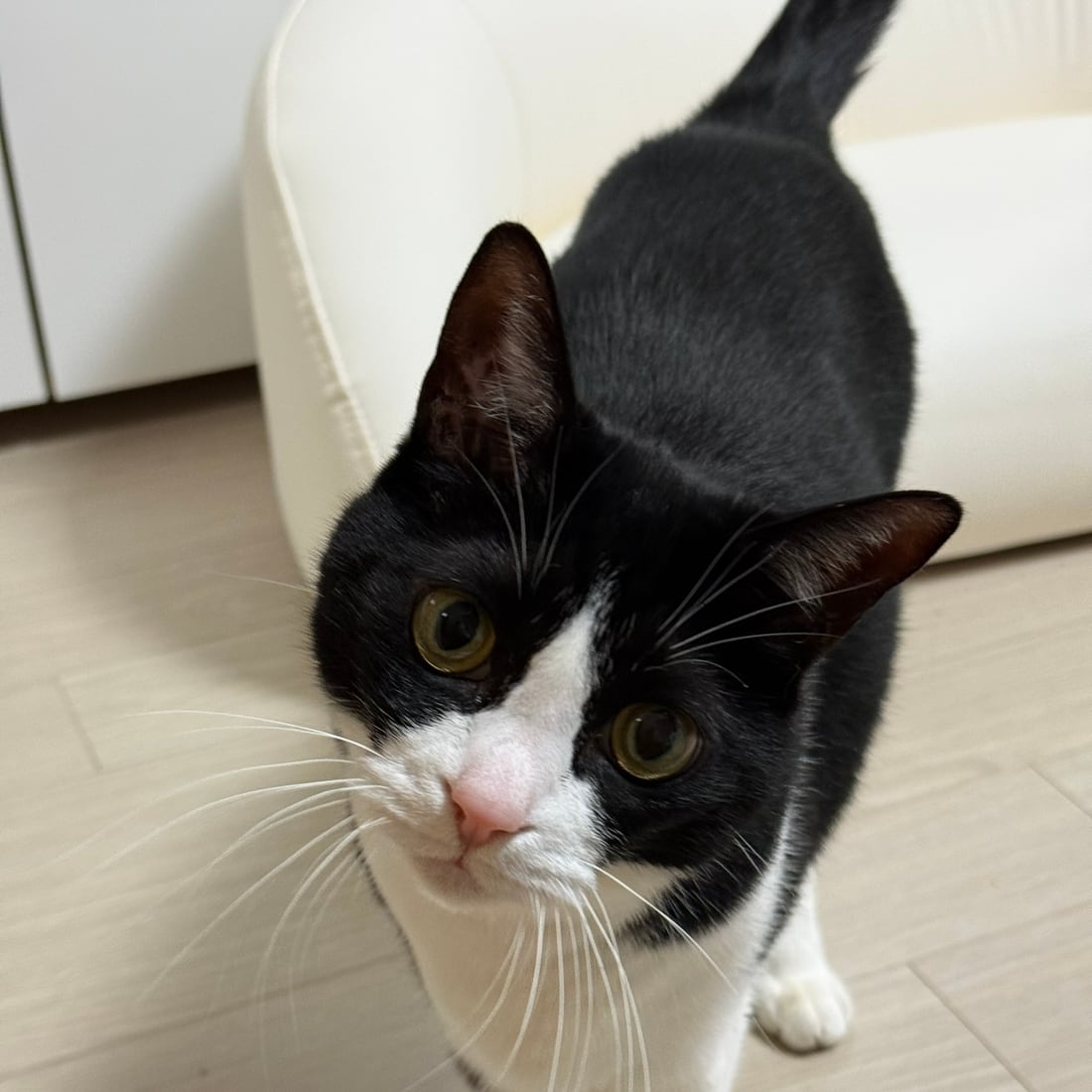 Mochi, a black-and-white tuxedo cat, up close with wide eyes
