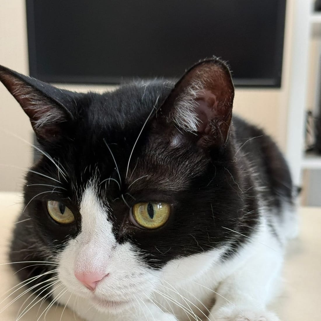 Close-up of Mochi, a black-and-white tuxedo cat, resting with her eyes open