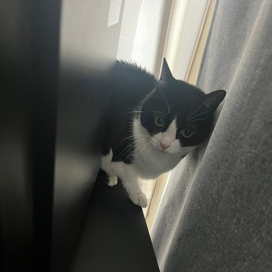 Mochi, a black-and-white tuxedo cat, sitting in a dim corner and looking up at the camera