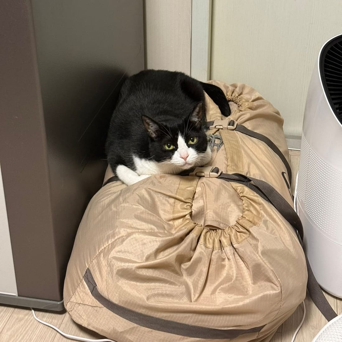 Mochi resting on a beanbag next to an air purifier