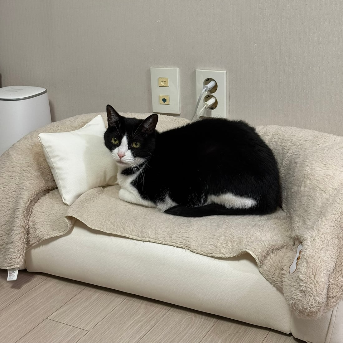Mochi, a black-and-white tuxedo cat, sitting in a loaf on a pet couch