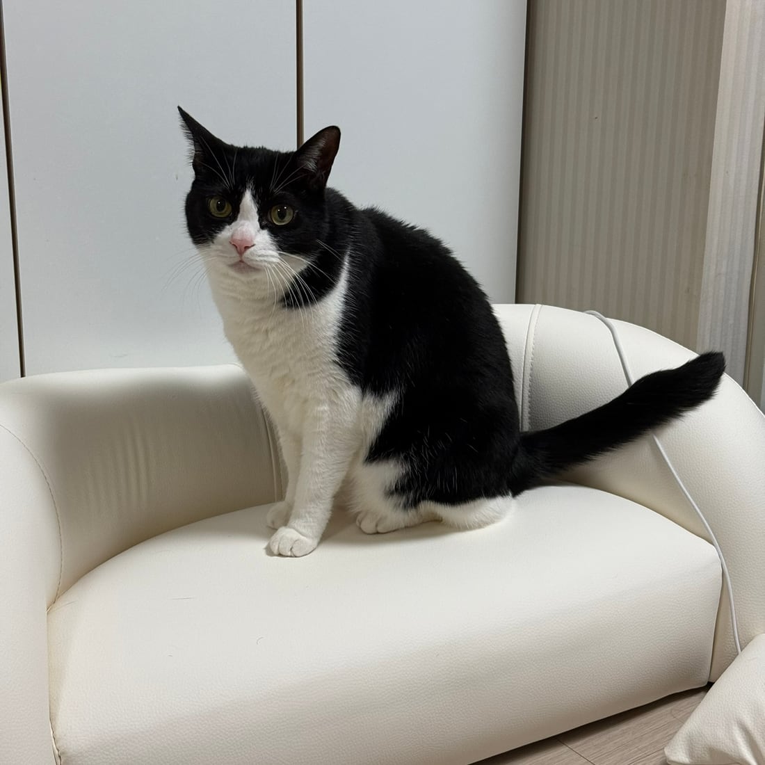 Mochi, a black-and-white tuxedo cat, seated upright on a white couch