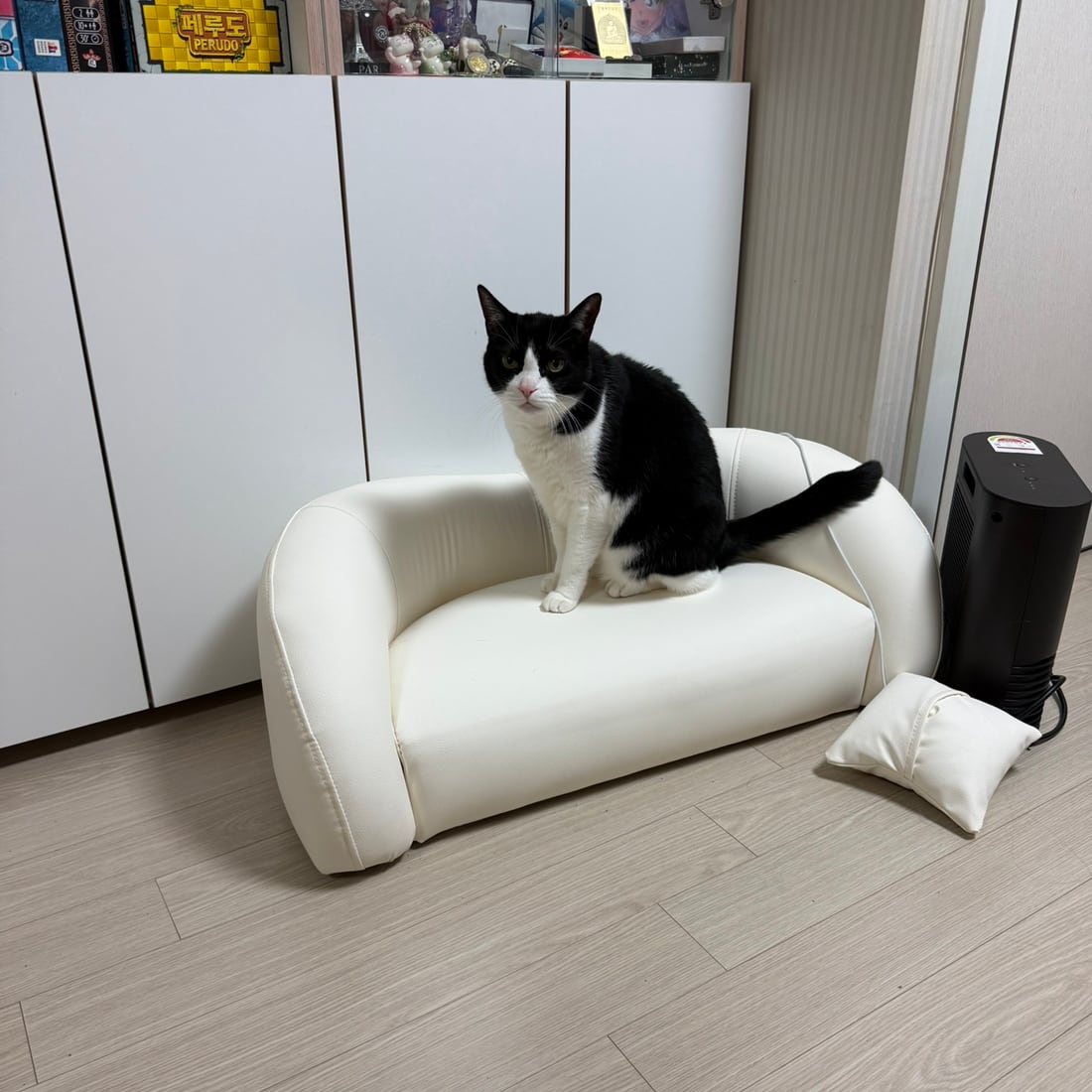 Mochi, a black-and-white tuxedo cat, sitting on a small white couch