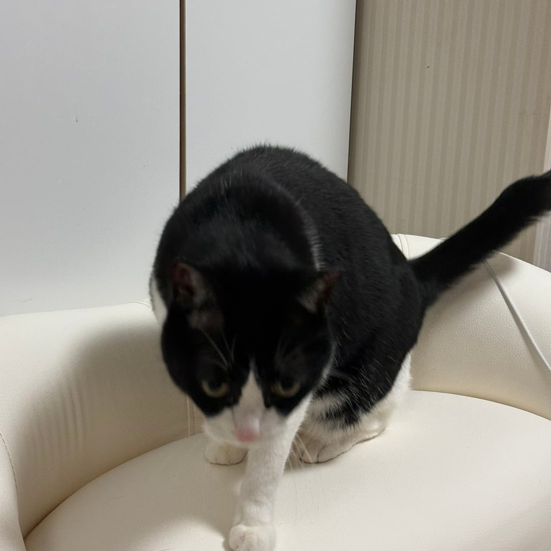 Mochi, a black-and-white tuxedo cat, stepping down off a couch