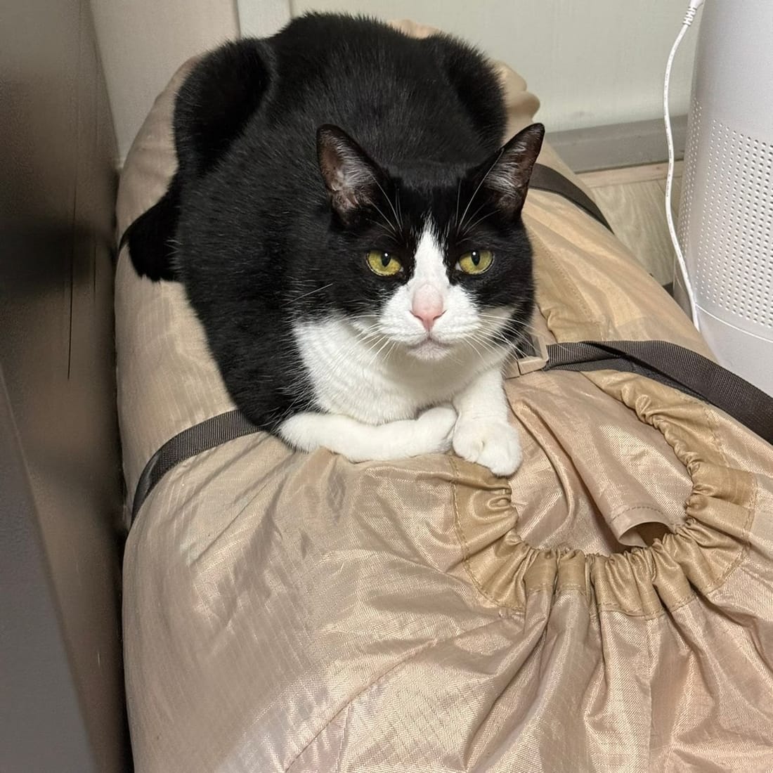 Mochi curled on a soft beige cushion