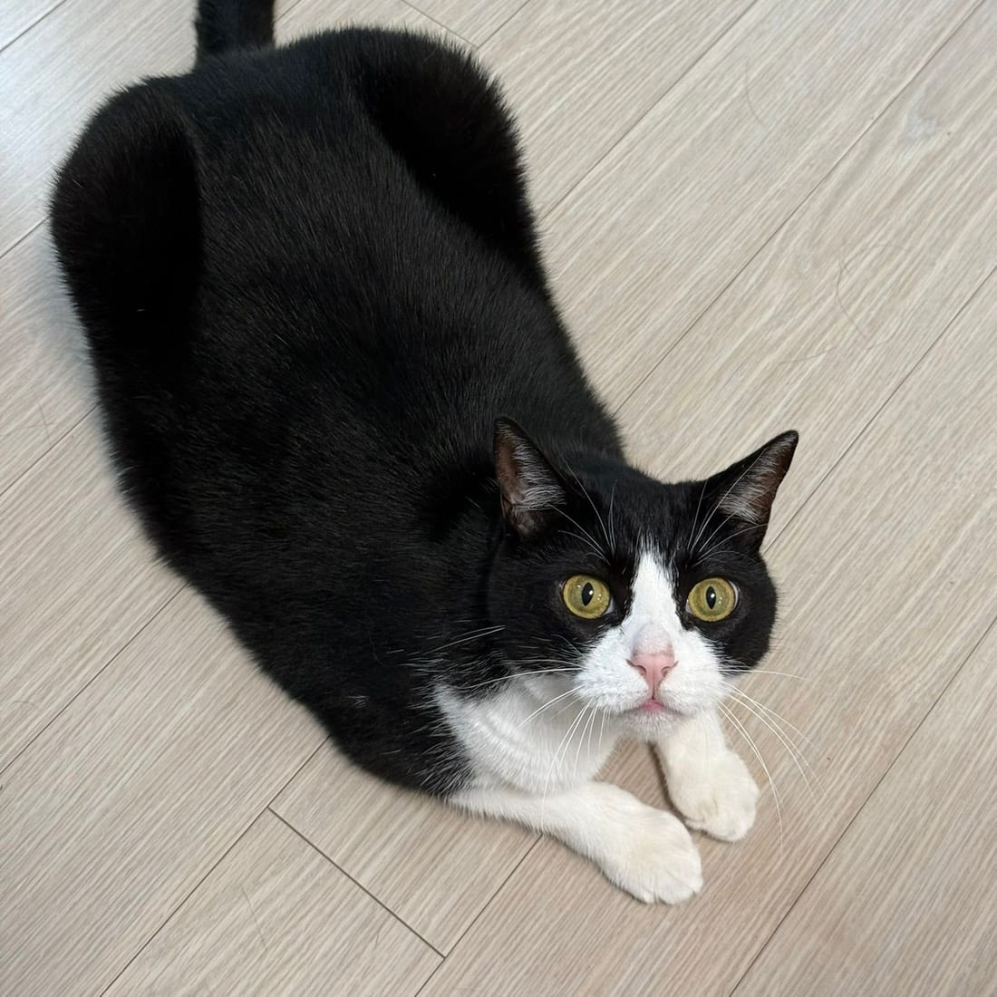 Mochi, a black-and-white tuxedo cat, crouched low with her tail straight up, looking at the camera