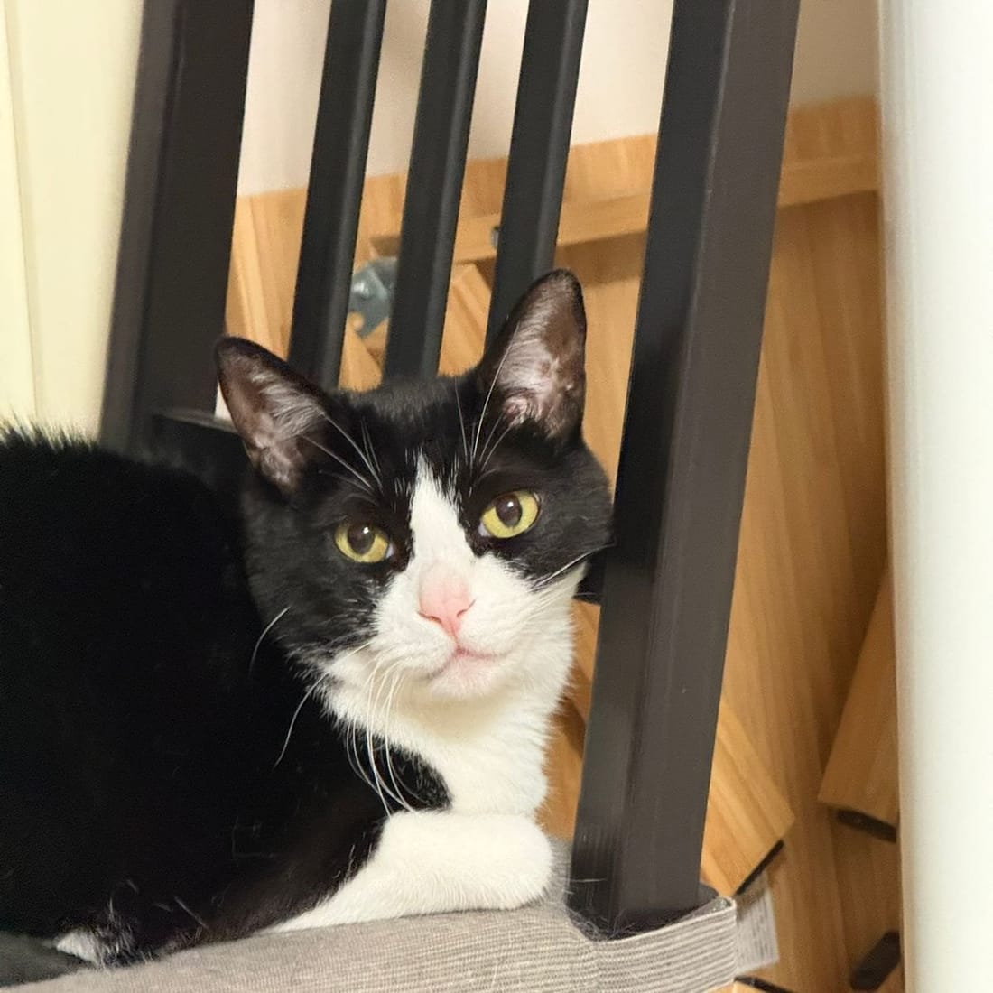Mochi looking up at the camera from behind a chair leg
