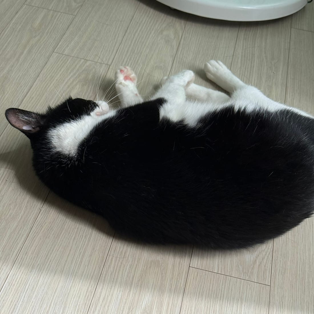 Mochi, a black-and-white tuxedo cat, curled into a ball on the floor
