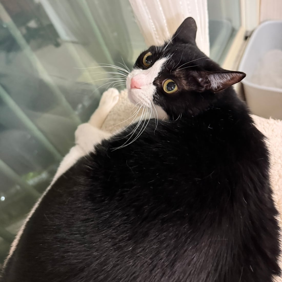 Mochi, a black-and-white tuxedo cat, looking up beside a curtain