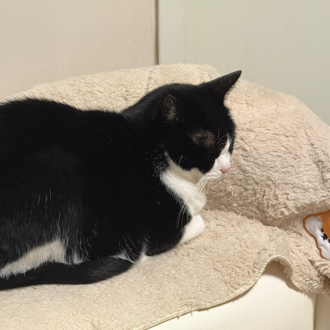 Mochi, a black-and-white tuxedo cat, settled on a fleece cushion