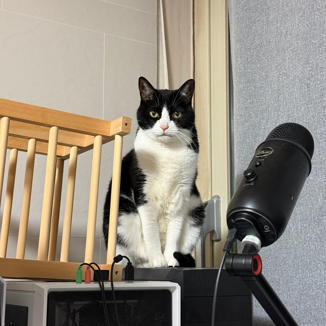 Mochi, a black-and-white tuxedo cat, sitting upright on a desk