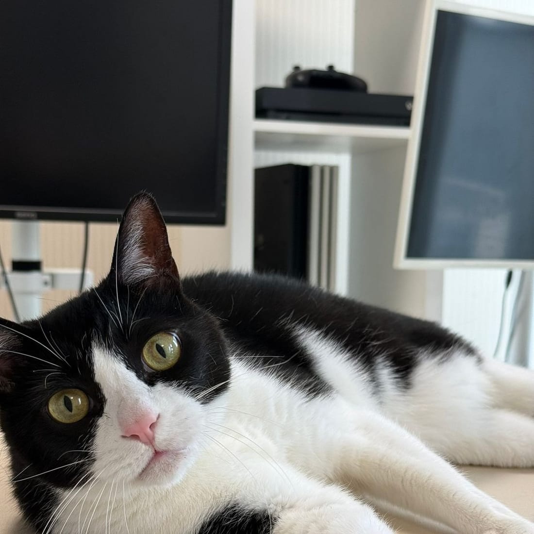 Mochi lying on a desk, half awake
